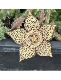 stapelia variegata