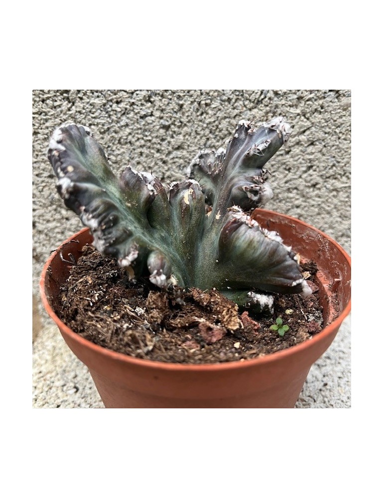 MONVILLEA spegazzini f. cristata