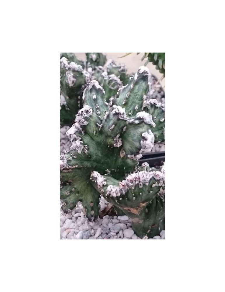 MONVILLEA spegazzini f. cristata