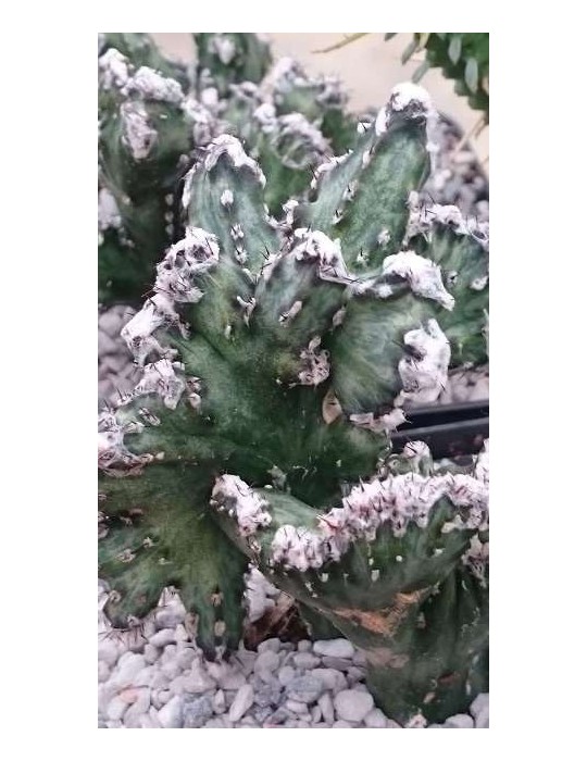 MONVILLEA spegazzini f. cristata