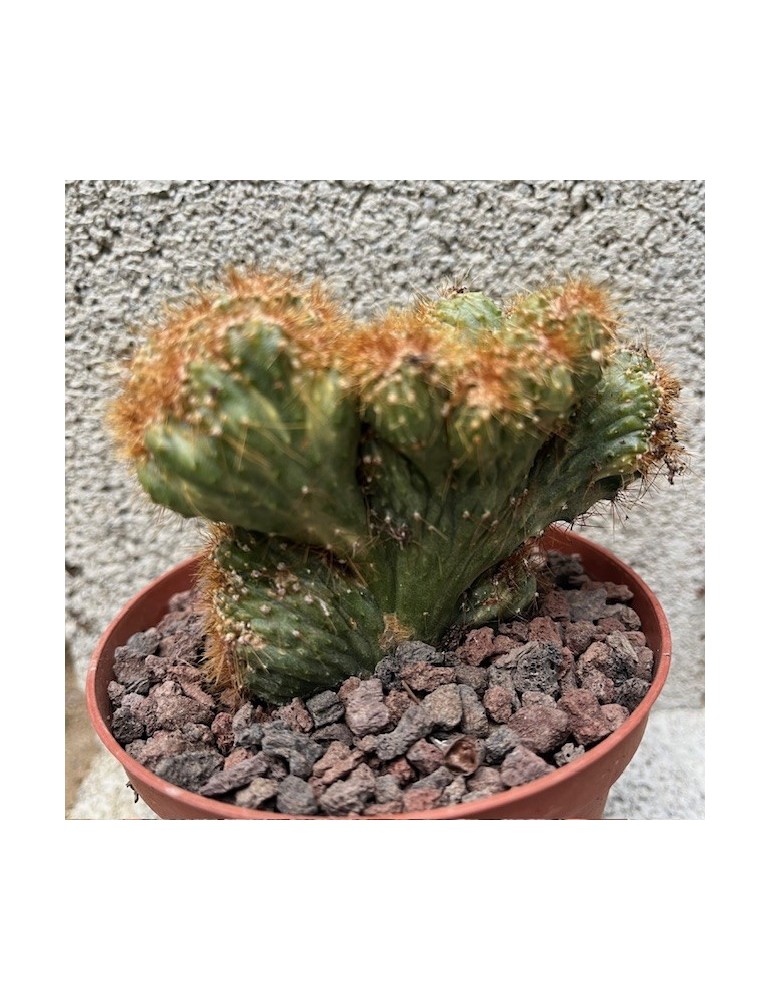 CEREUS peruvianus variegata f. Cristata