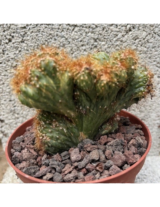CEREUS peruvianus variegata f. Cristata
