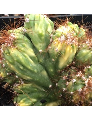 CEREUS peruvianus variegata f. Cristata 2