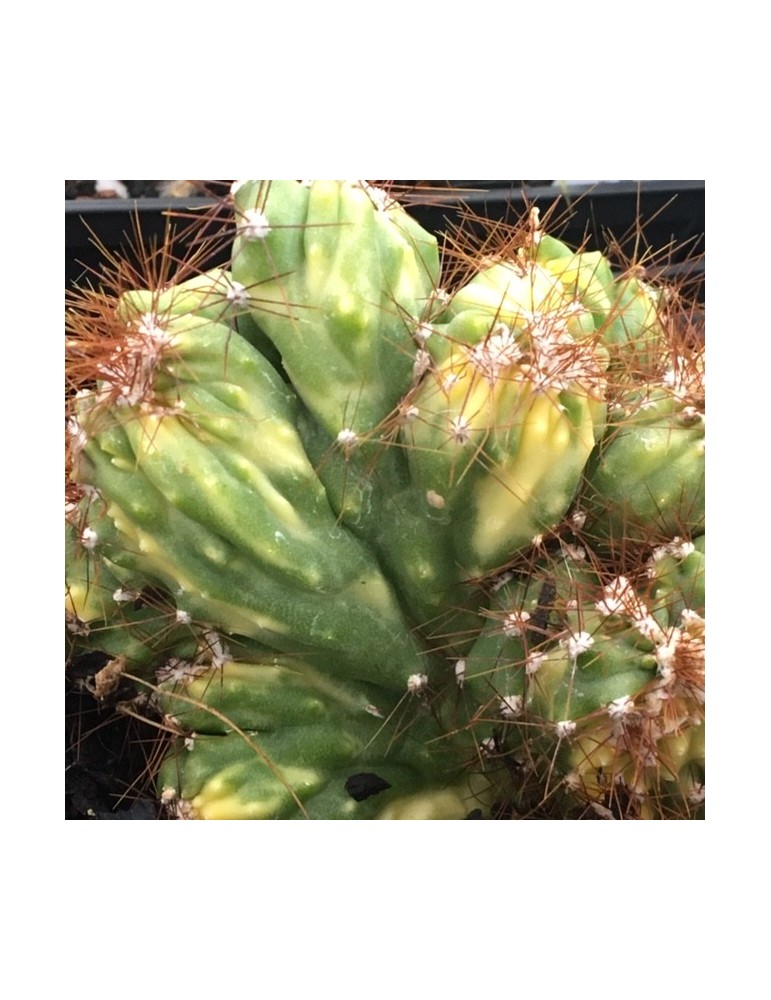 CEREUS peruvianus variegata f. Cristata