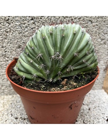 POLASKIA chichipe f. cristata 2