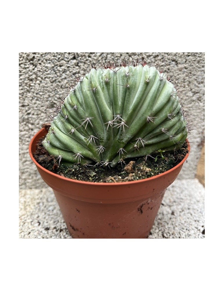 POLASKIA chichipe f. cristata