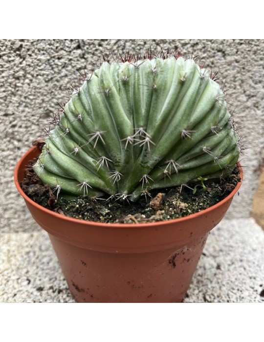 POLASKIA chichipe f. cristata