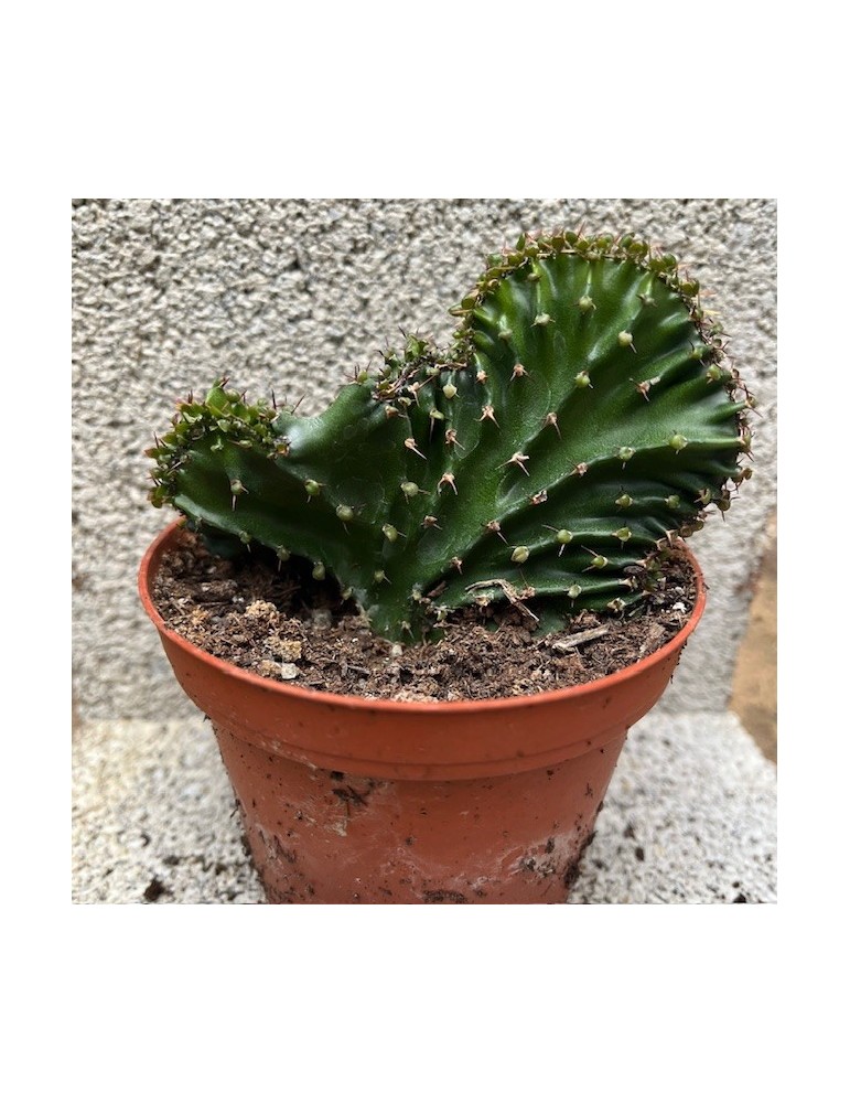 EUPHORBIA triangularis f.cristata