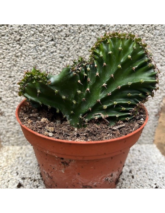 EUPHORBIA triangularis f.cristata