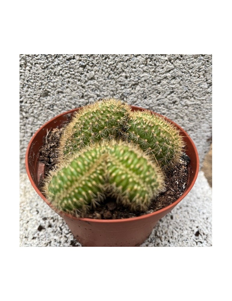 HILDEWINTERA  aureispina f. cristata