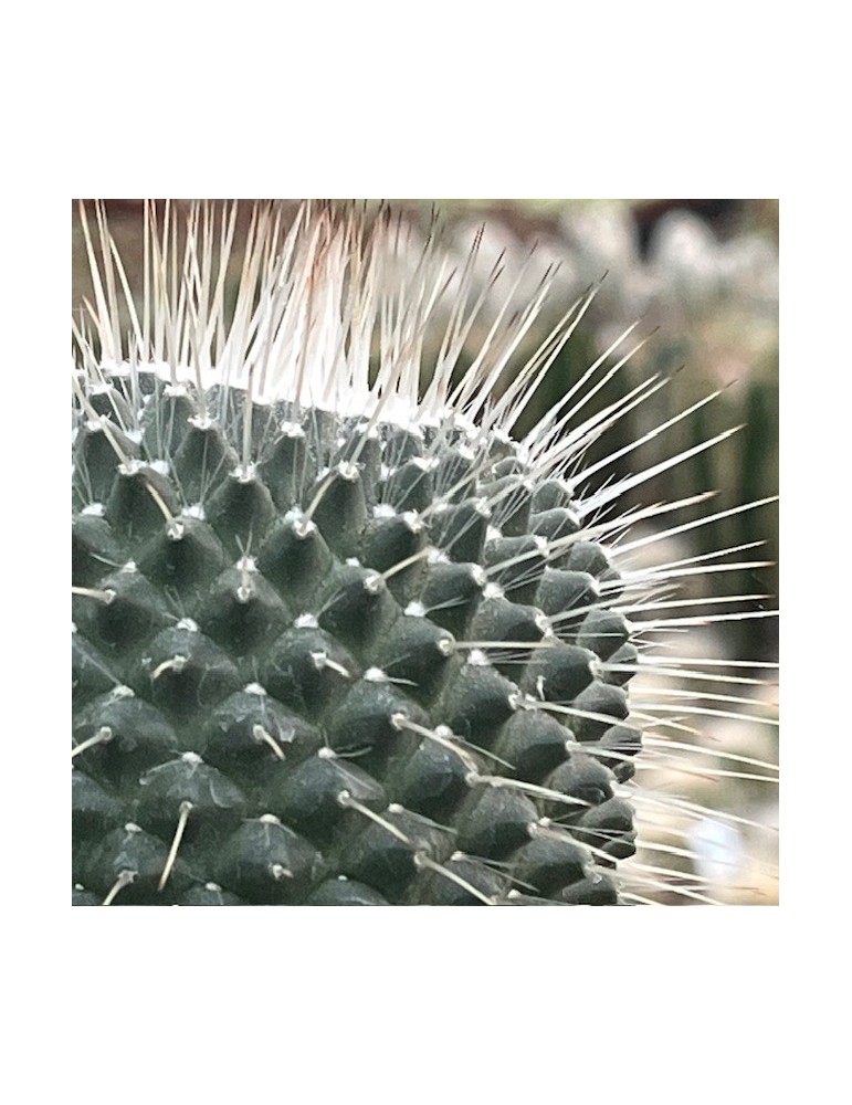 MAMMILLARIA spinosissima cv. une épine