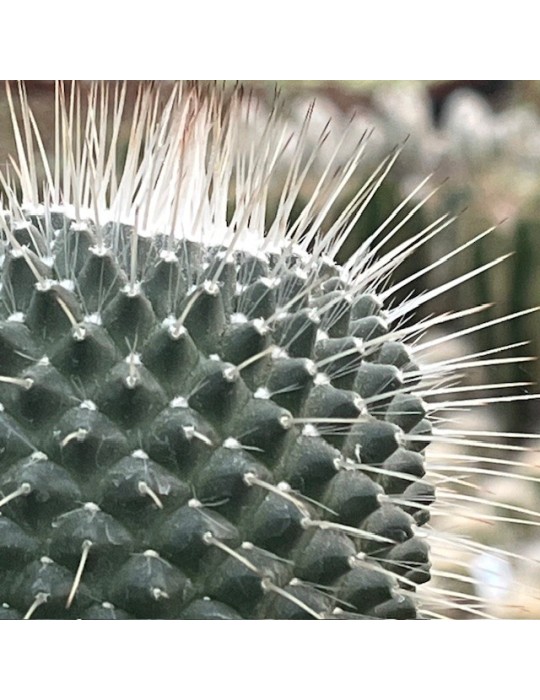 MAMMILLARIA spinosissima cv. une épine
