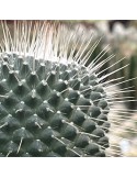 MAMMILLARIA spinosissima cv. une épine