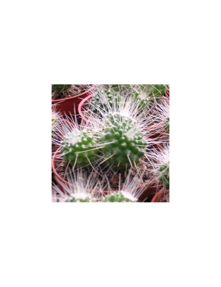 MAMMILLARIA spinosissima cv. une épine
