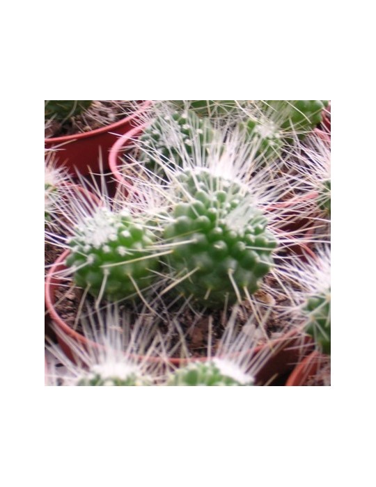 MAMMILLARIA spinosissima cv. une épine