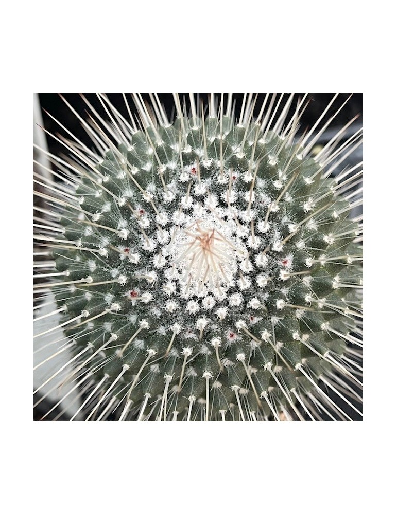 MAMMILLARIA spinosissima cv. une épine