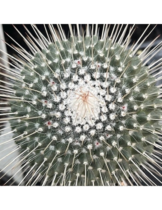 MAMMILLARIA spinosissima cv. une épine