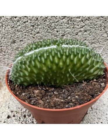 MAMMILLARIA spinosissima cv. une épine f. Cristata