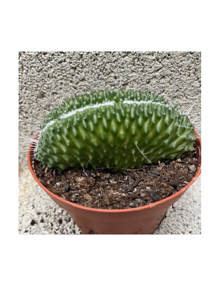 MAMMILLARIA spinosissima cv. une épine f. Cristata