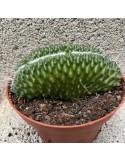 MAMMILLARIA spinosissima cv. une épine f. Cristata