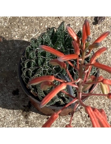 Aloe aristata