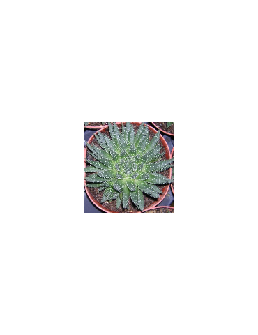 Aloe aristata 2