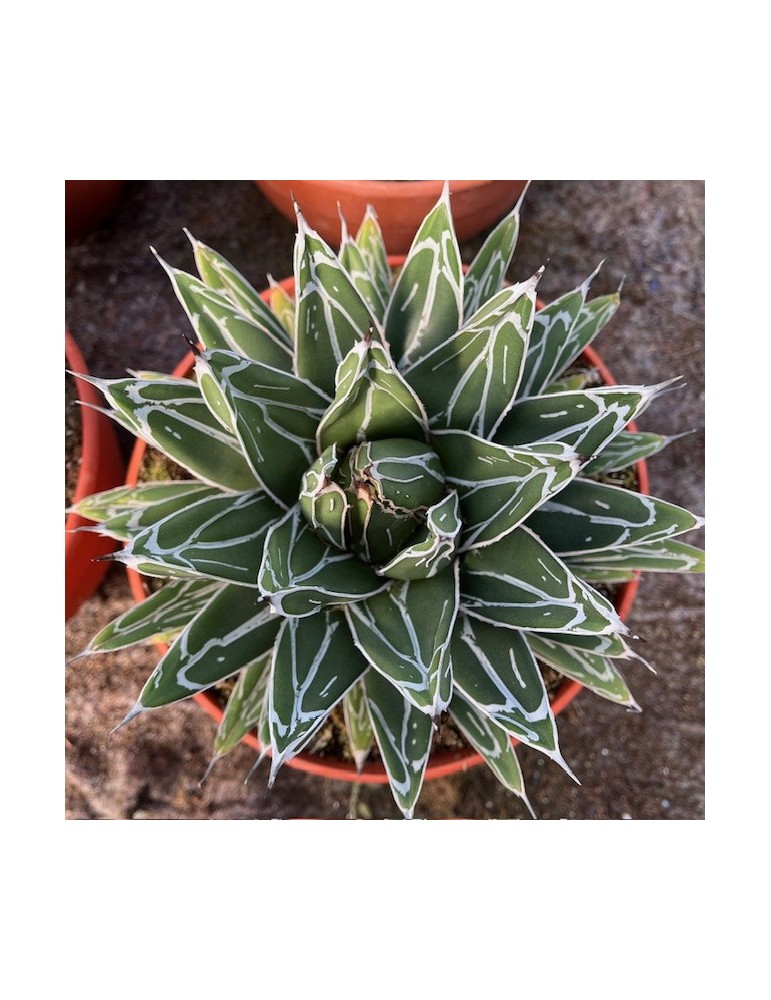 Agave victoria reginae