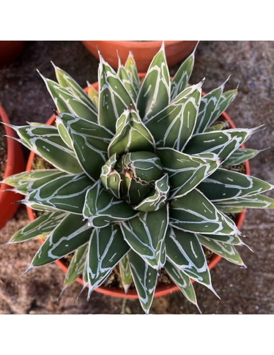 Agave victoria reginae