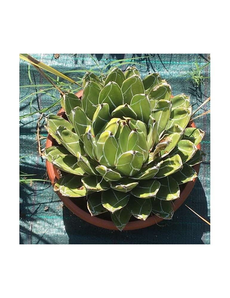 Agave victoria reginae