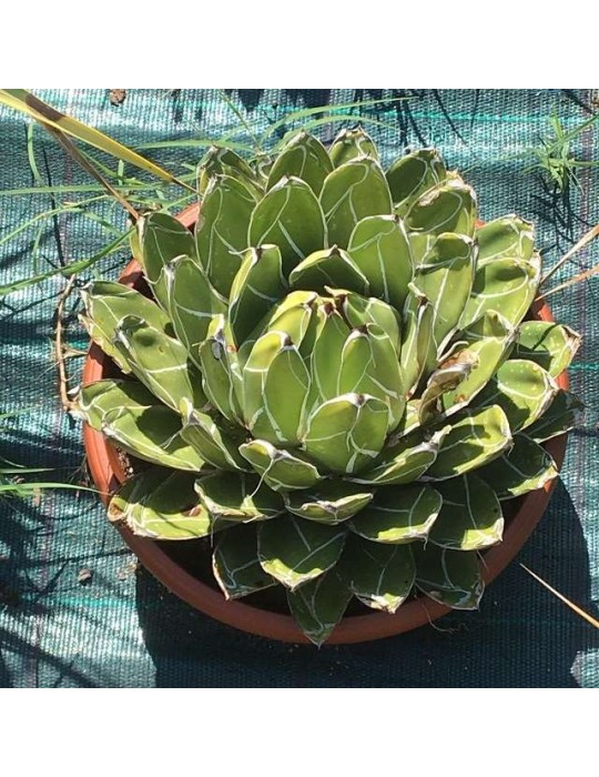 Agave victoria reginae