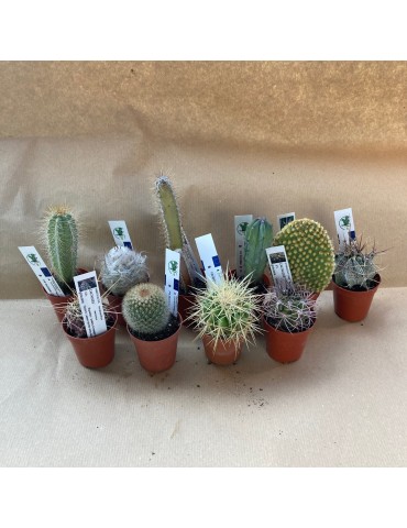 PACK 5 CACTUS ou SUCCULENTES P 5.5 CM
