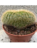 CLEISTOCACTUS morawetzianus f. cristata