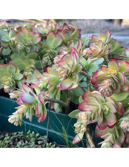 sedum palmeri