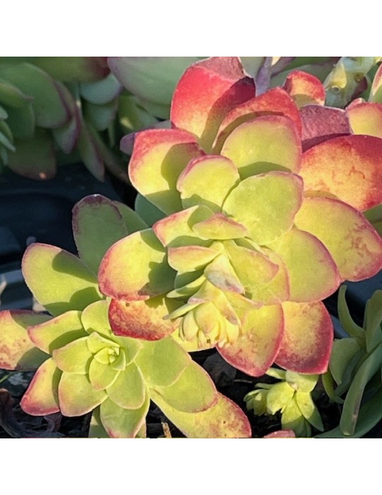 sedum palmeri