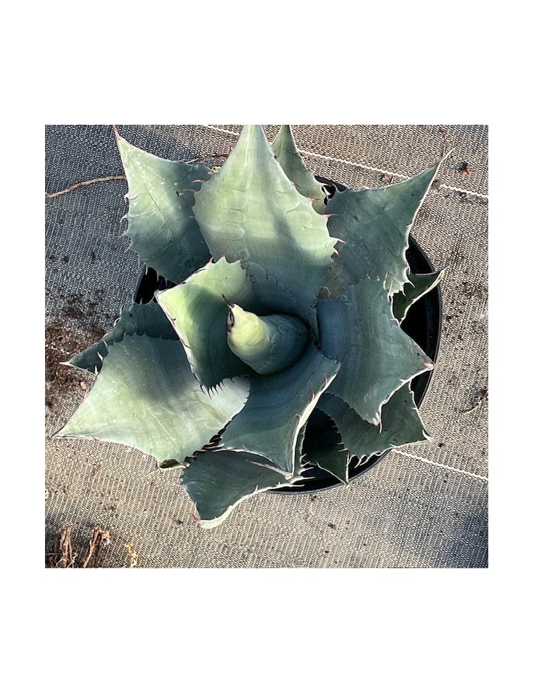 AGAVE havardiana