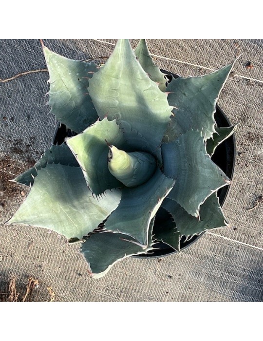 AGAVE havardiana