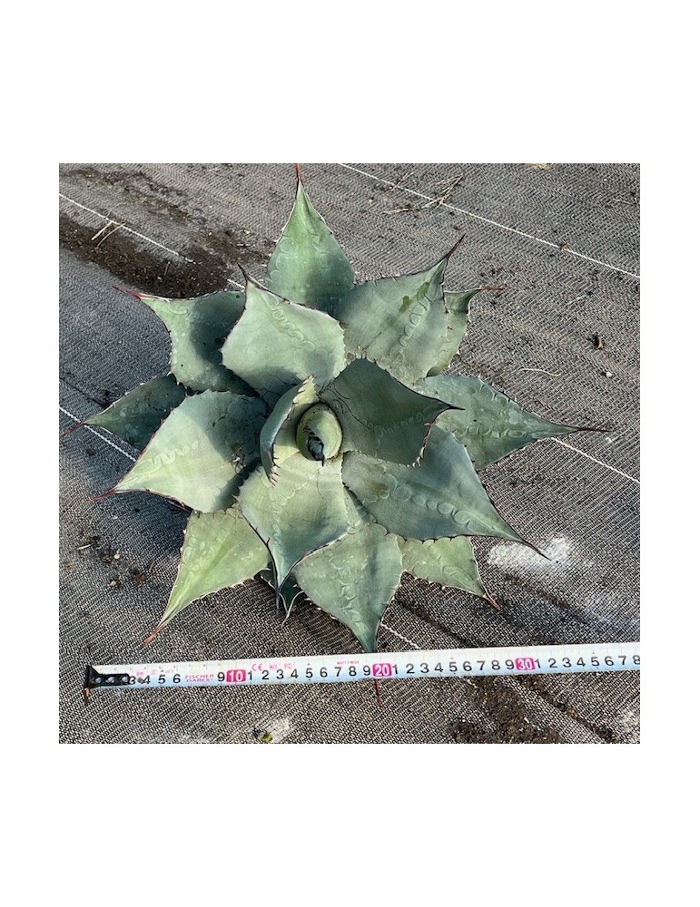 AGAVE havardiana