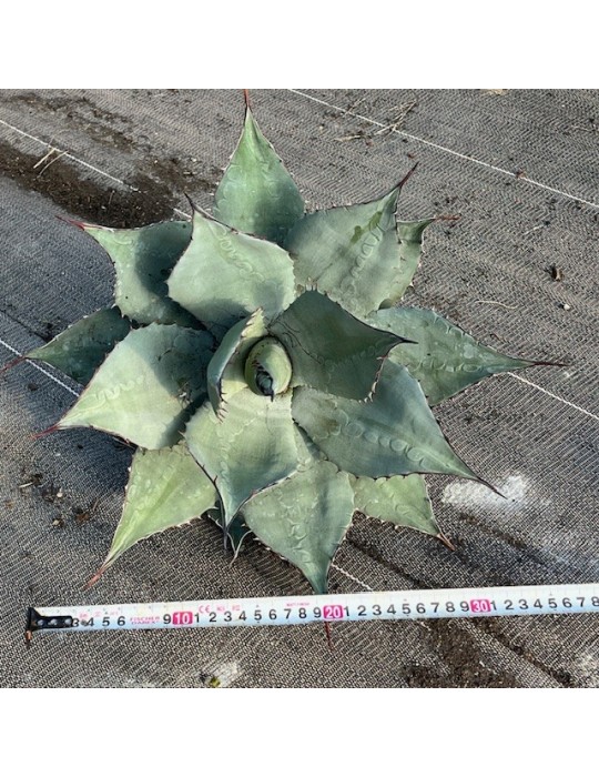 AGAVE havardiana