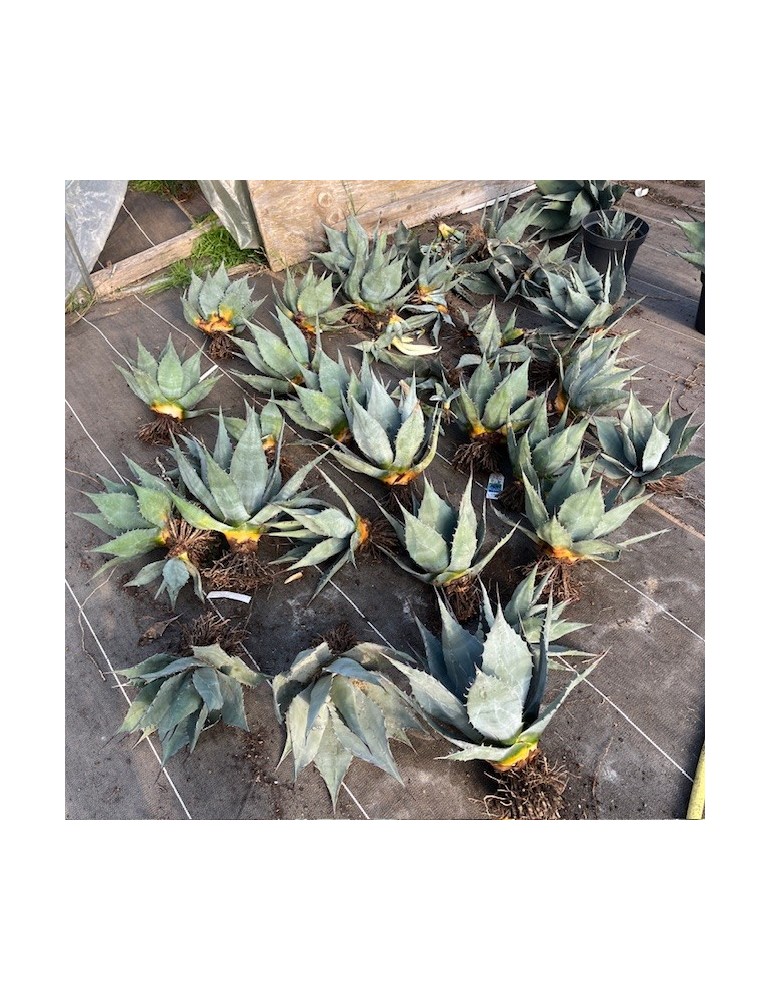 AGAVE havardiana