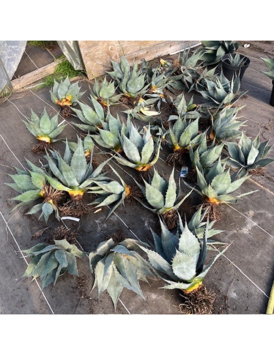 AGAVE havardiana