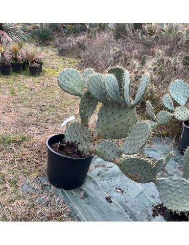 OPUNTIA engelmannii v. rastrera grosse plante