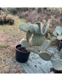 OPUNTIA engelmannii v. rastrera grosse plante