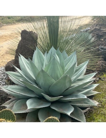 Agave ovatifolia grosse plante