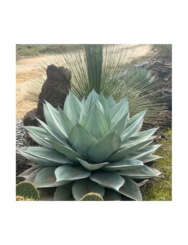 Agave ovatifolia