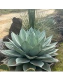 Agave ovatifolia grosse plante