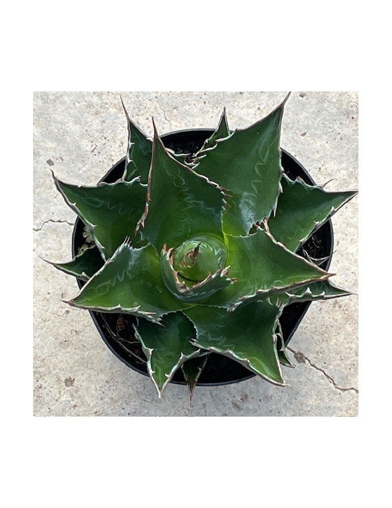 AGAVE montana