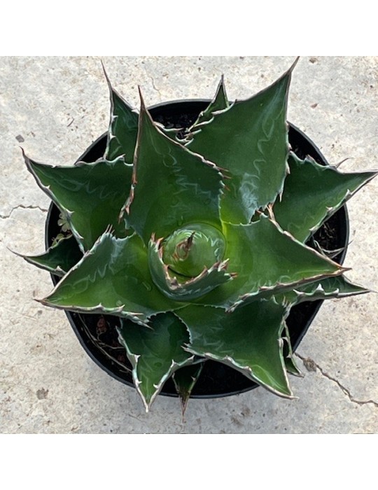 AGAVE montana