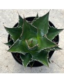 AGAVE montana