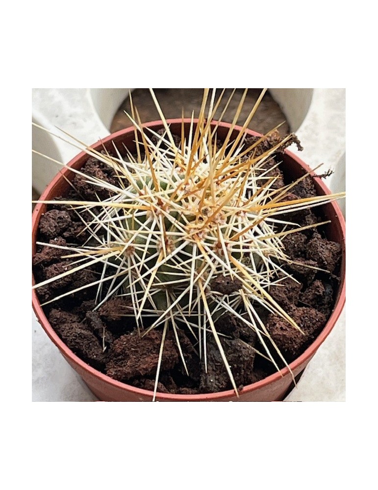ECHINOCEREUS engelmannii v. nicholi