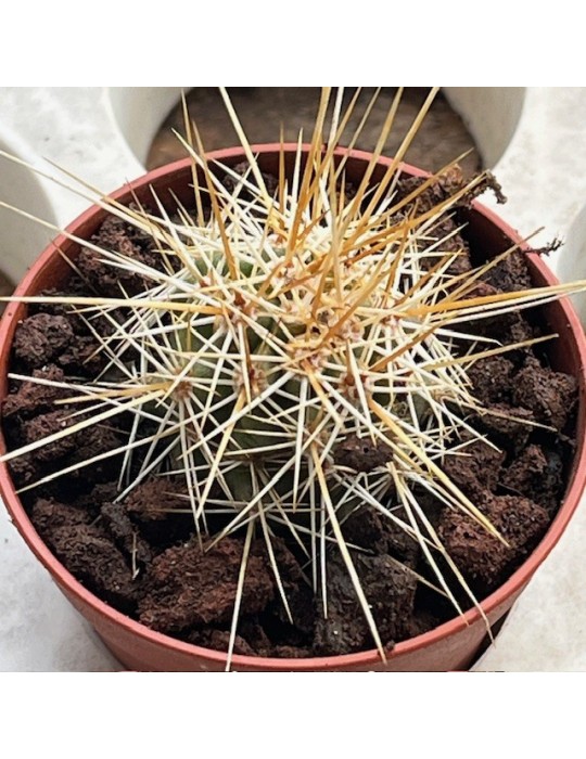 ECHINOCEREUS engelmannii v. nicholi